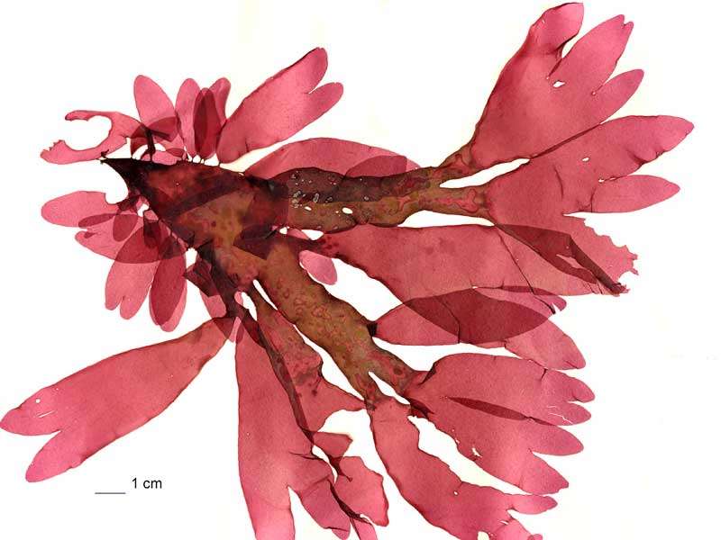 Dulse detaljbild 4