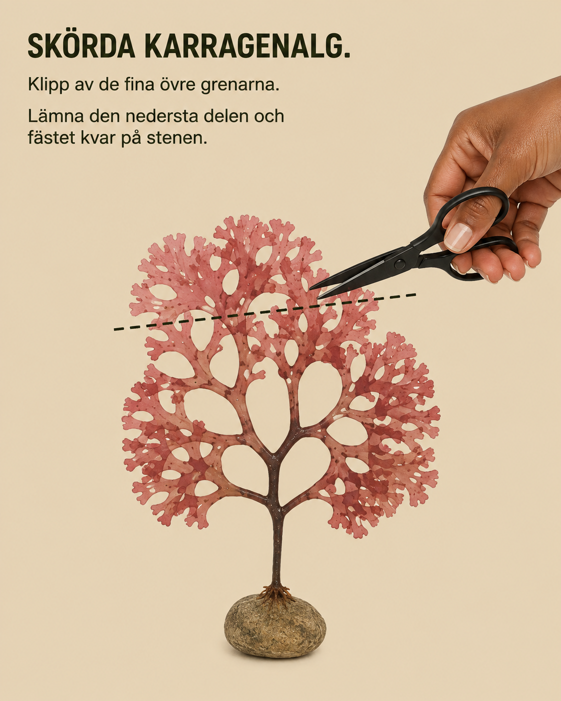 Karragenalg skörd