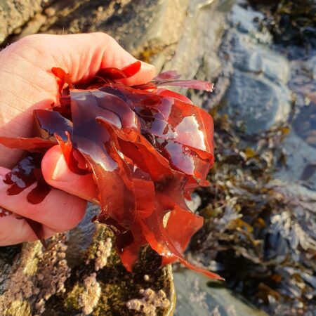 Dulse detaljbild 3