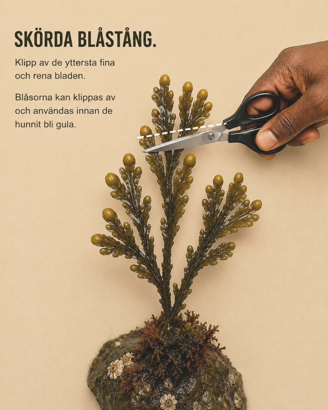 Blåstång skörd