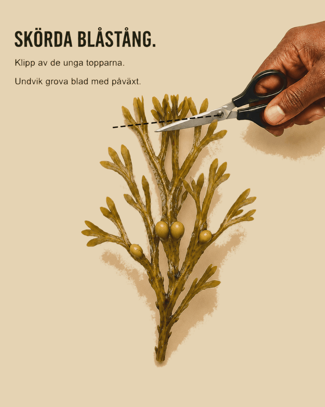 Blåstång skörd