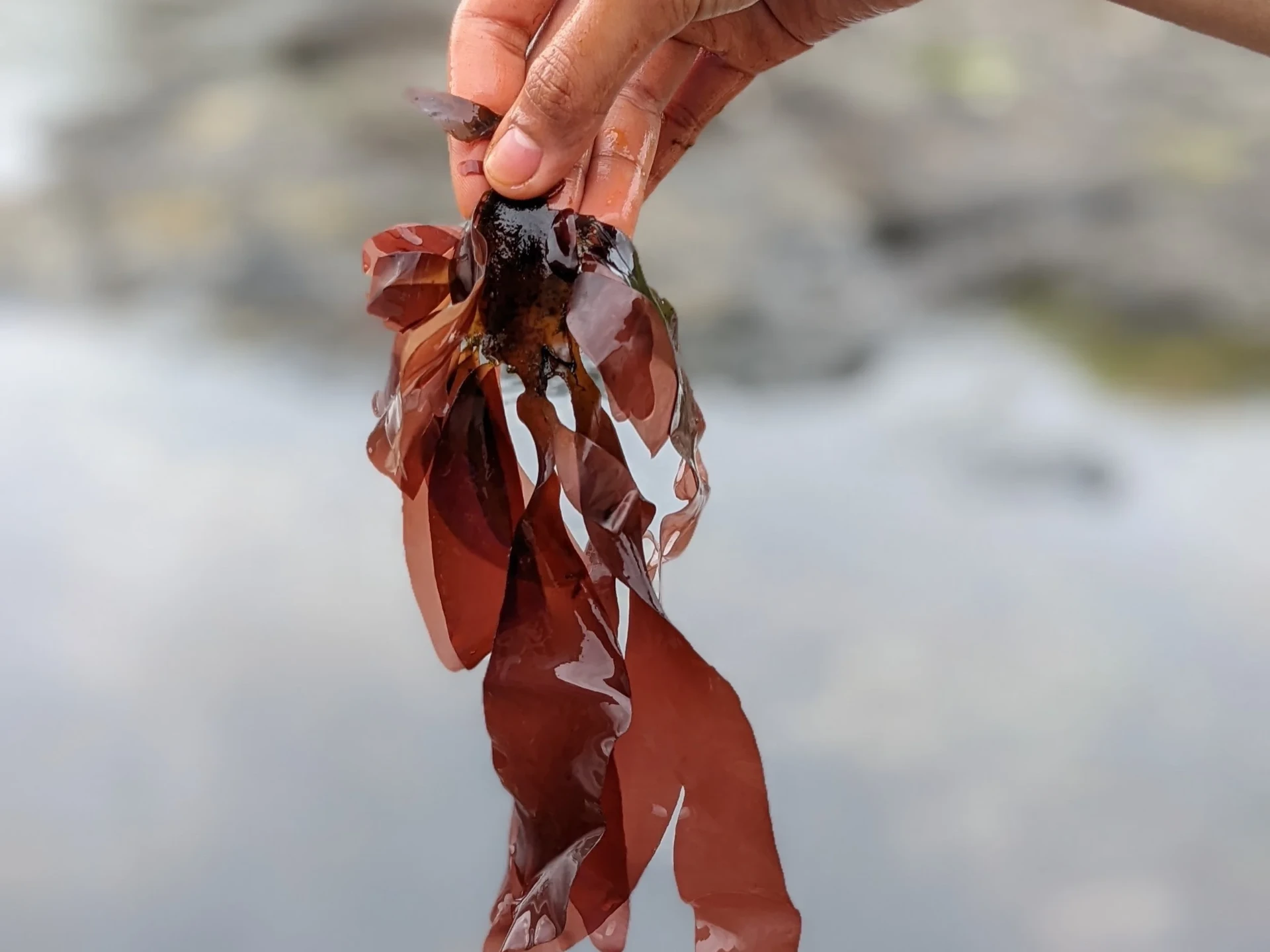 Dulse detaljbild 1