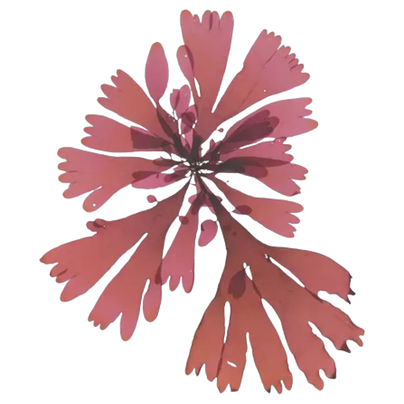 Dulse