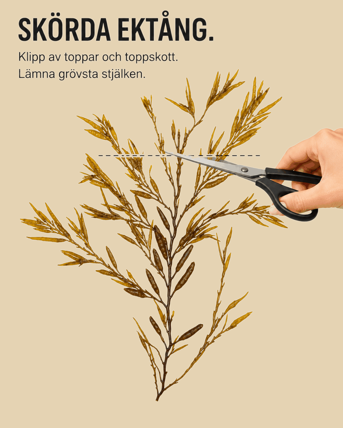 Ektång skörd