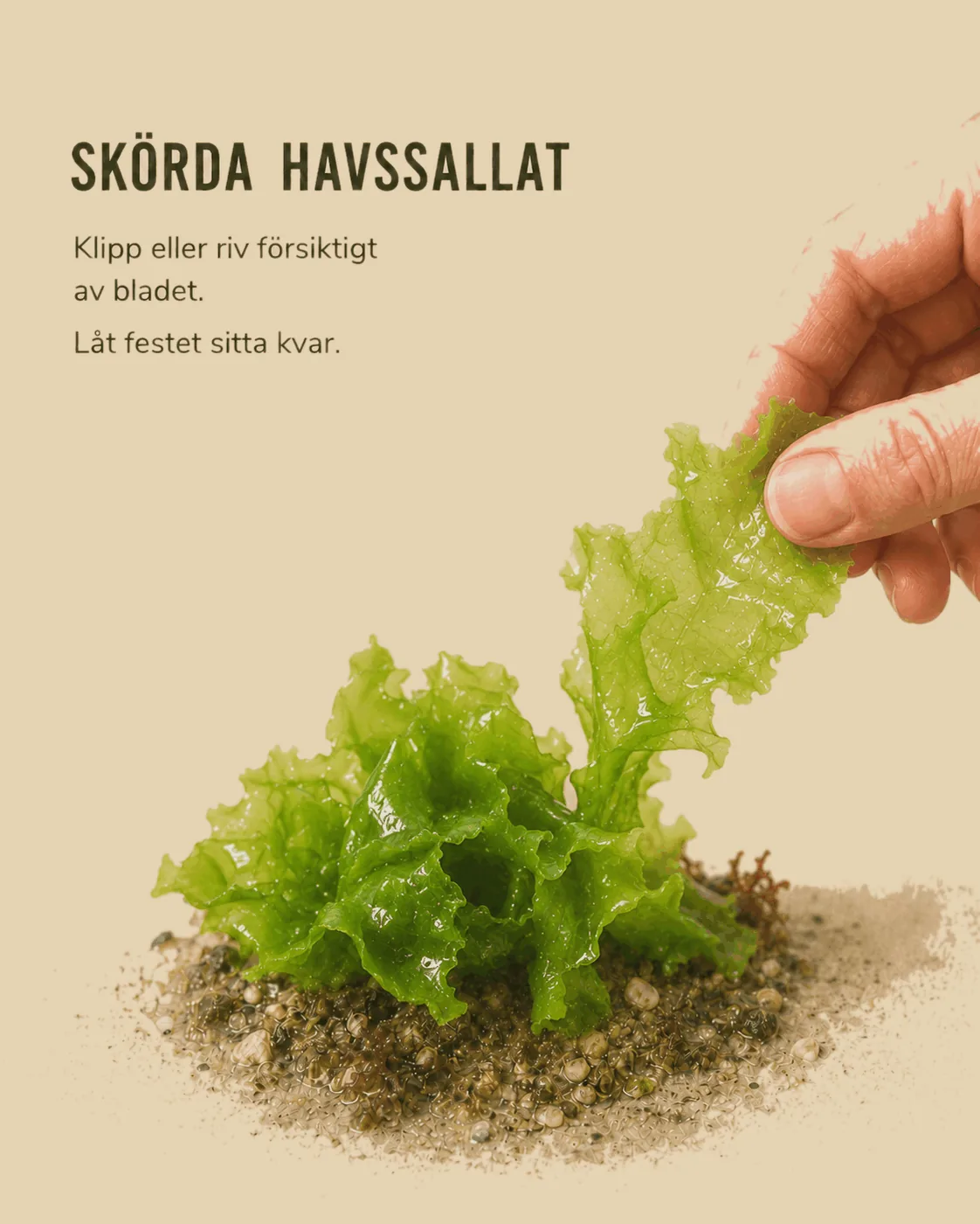 Havssallat skörd