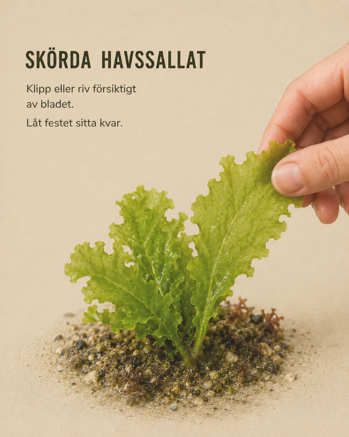Havssallat skörd