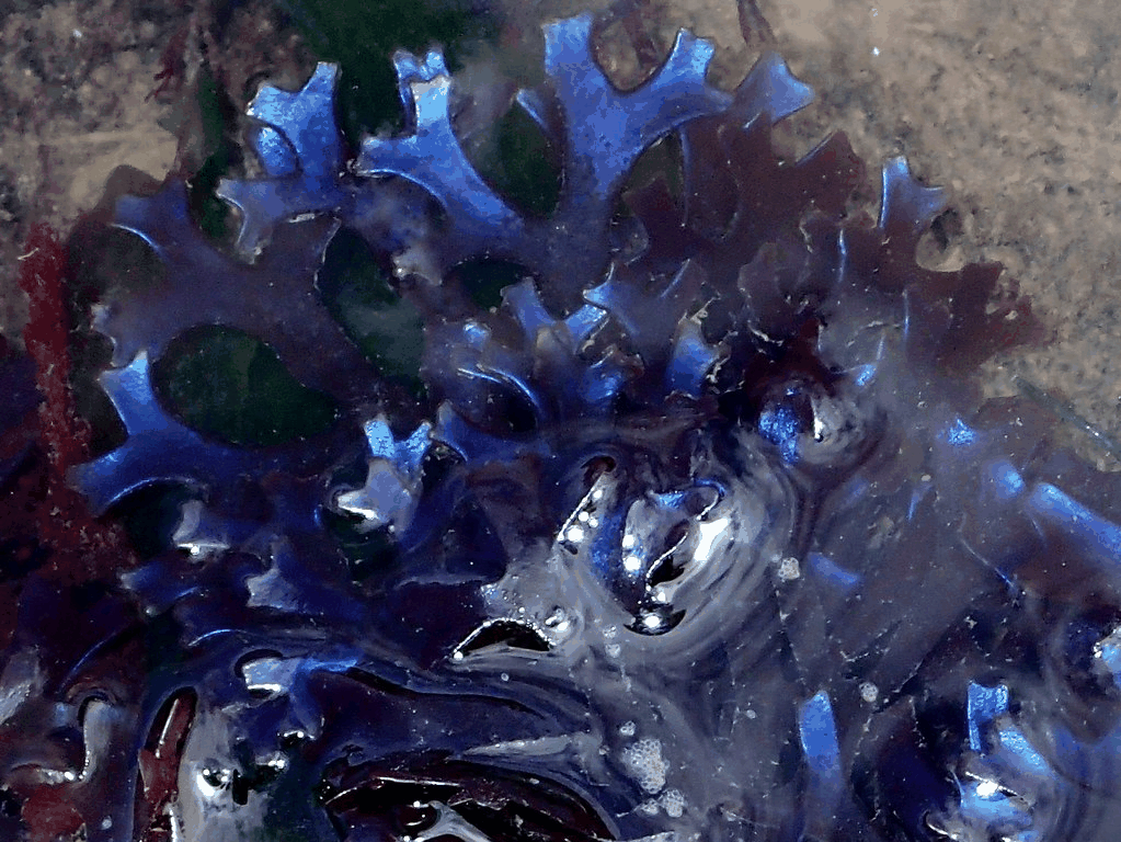Karragenalg detaljbild 4