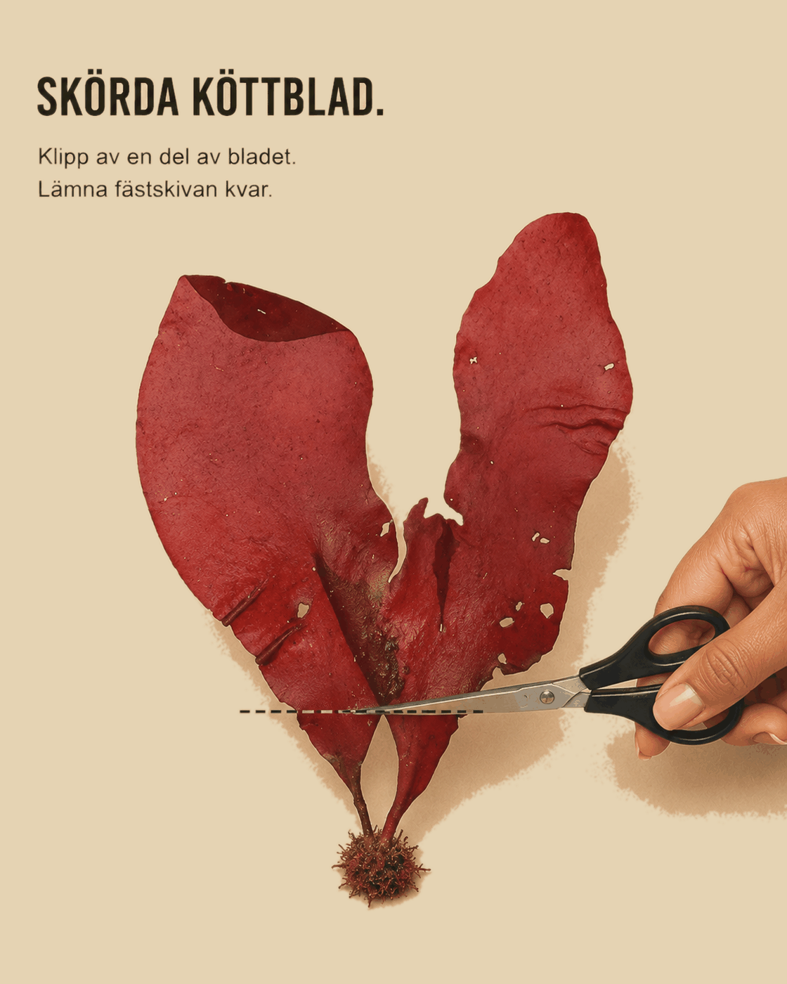 Köttblad skörd