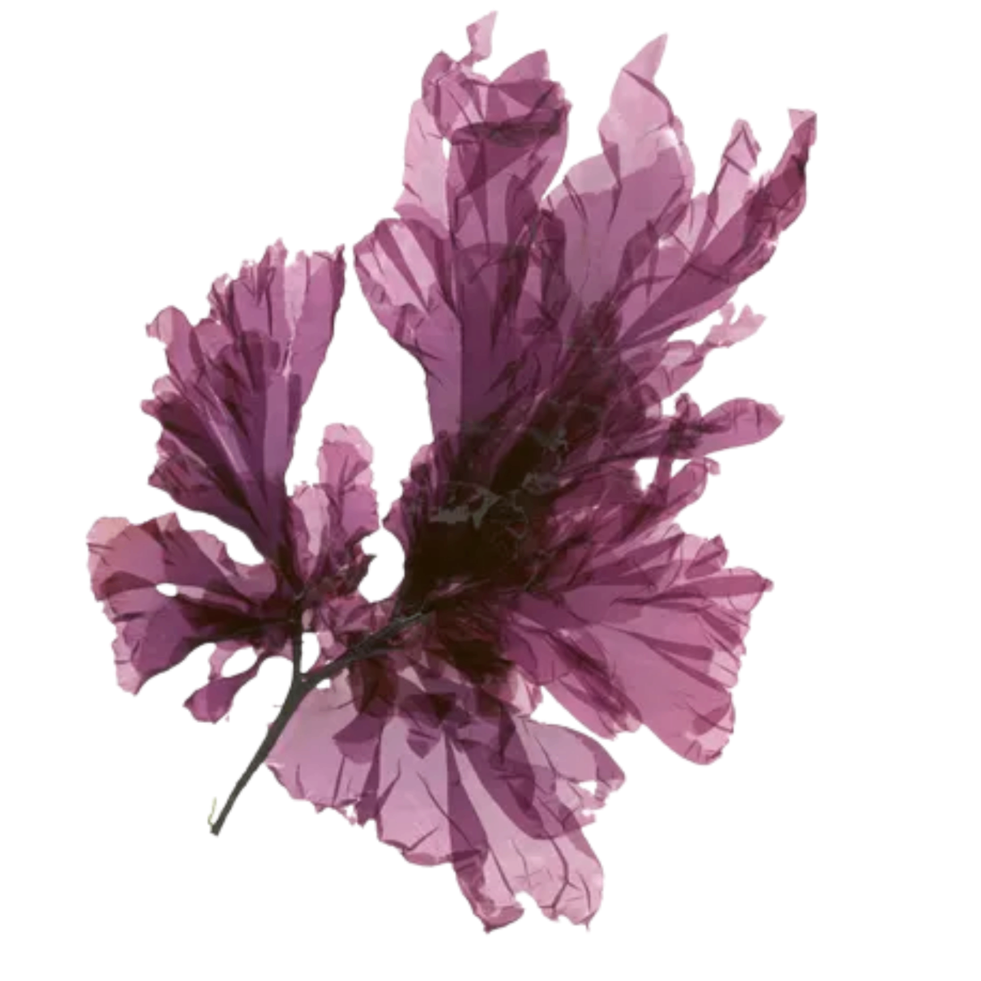 Purpurtång