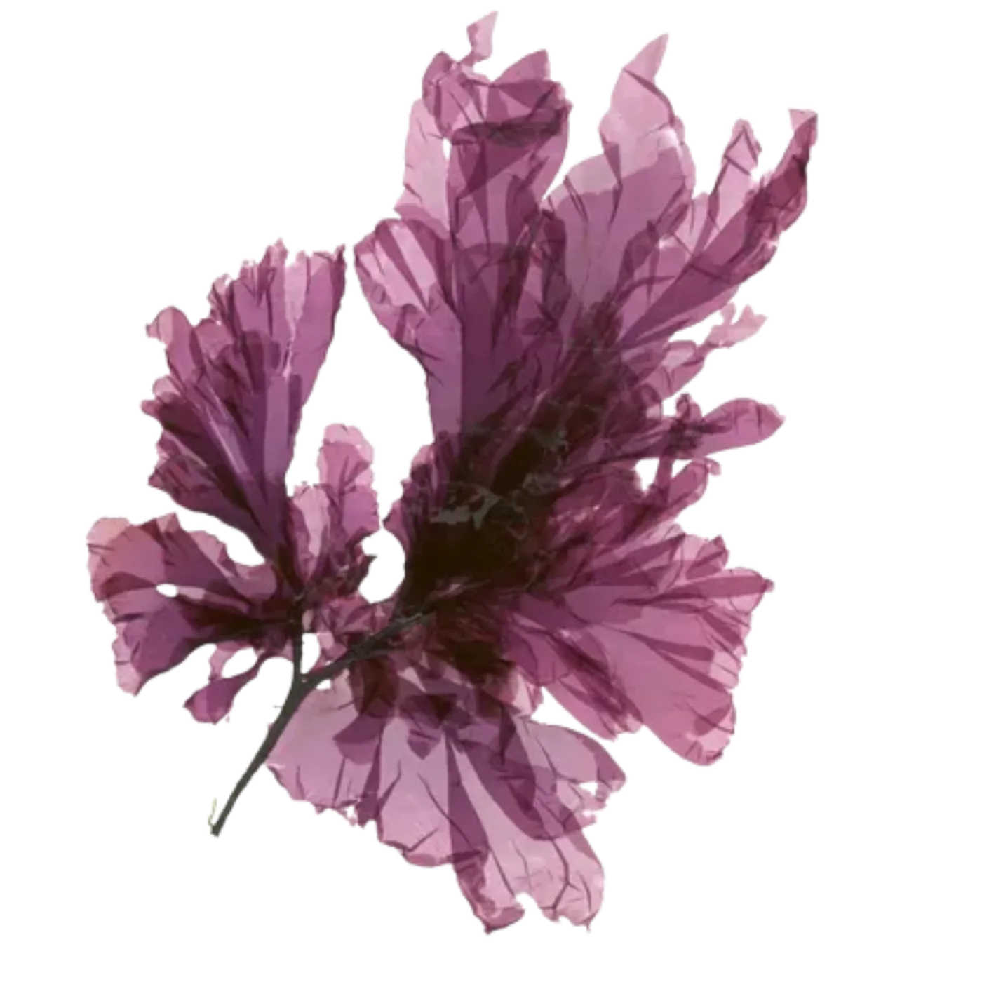 Purpurtång