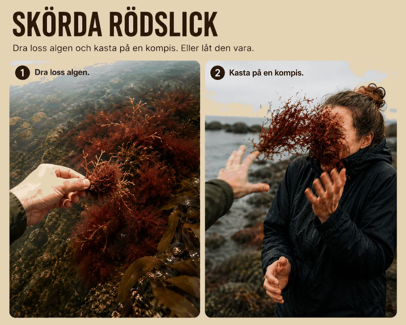 Rödslick skörd
