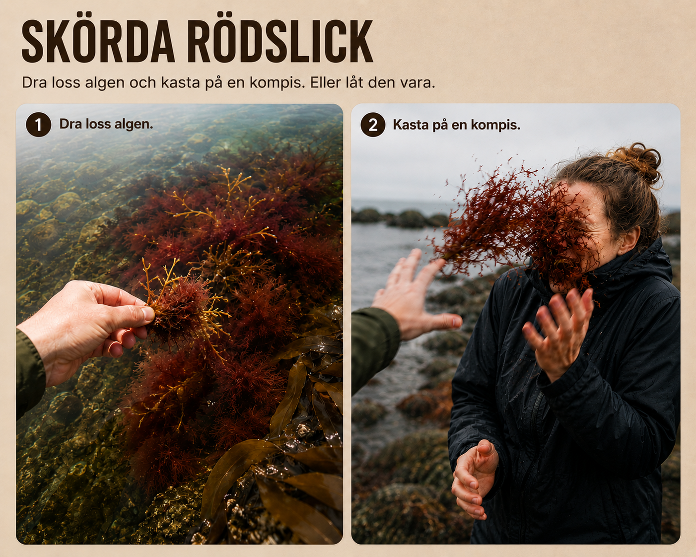 Rödslick skörd