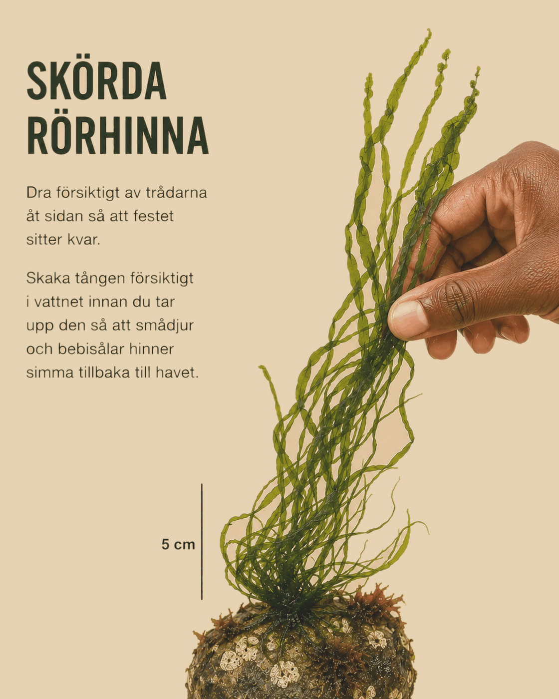 Rörhinna skörd