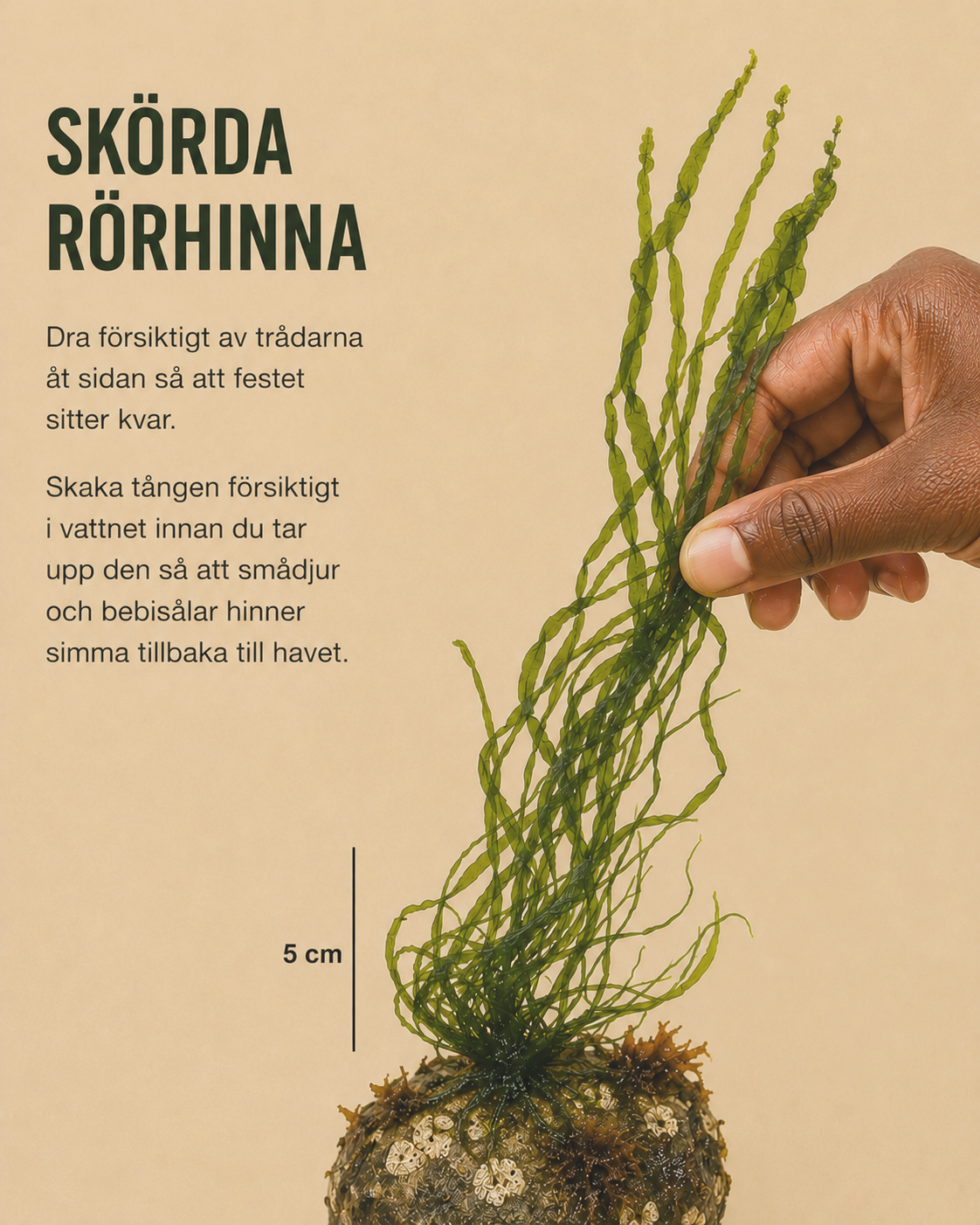 Rörhinna skörd