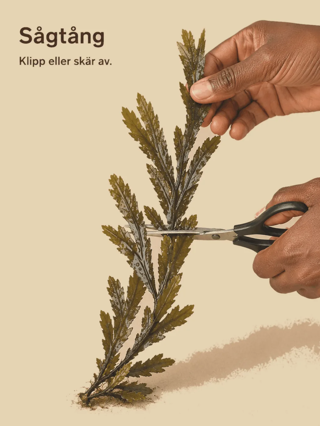 Sågtång skörd