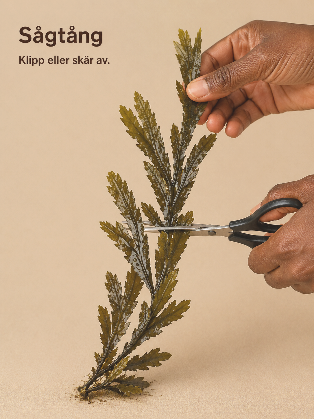 Sågtång skörd