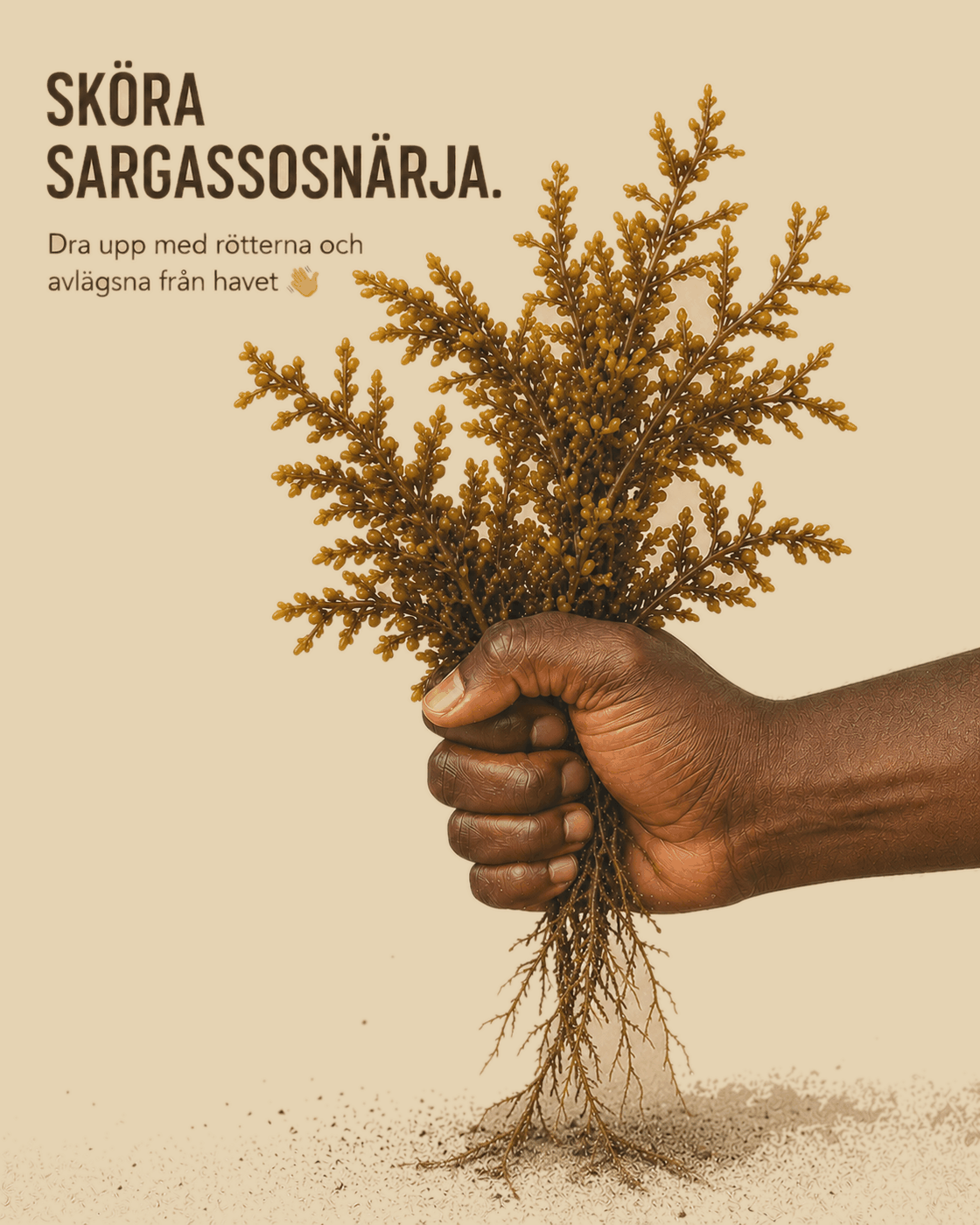 Sargassosnärja skörd