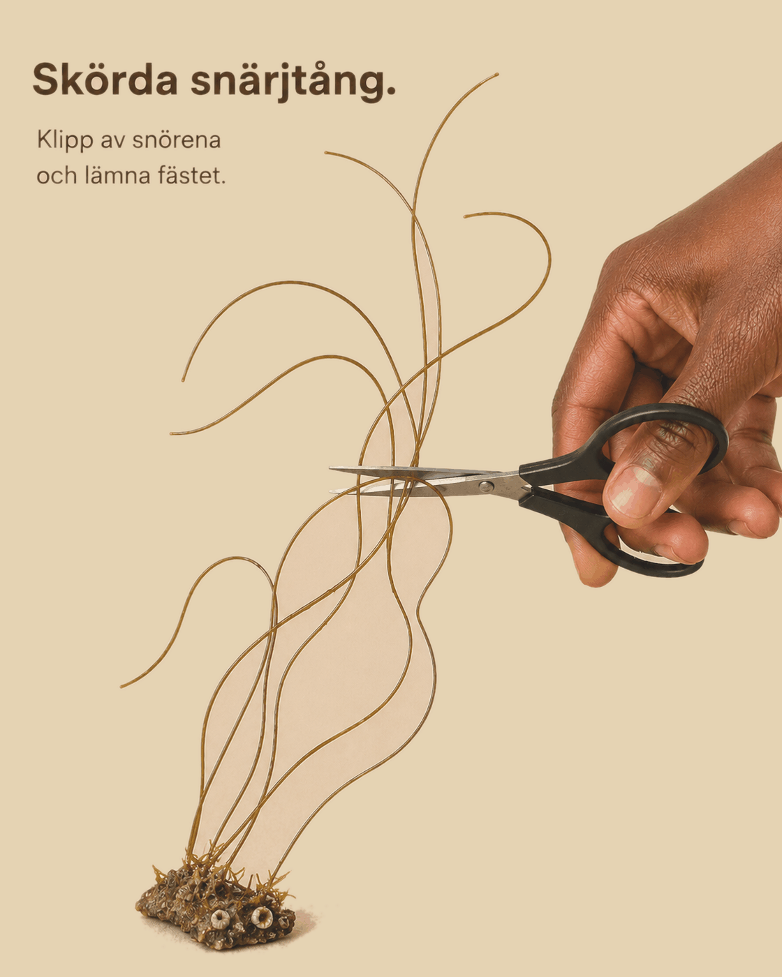 Snärjtång skörd